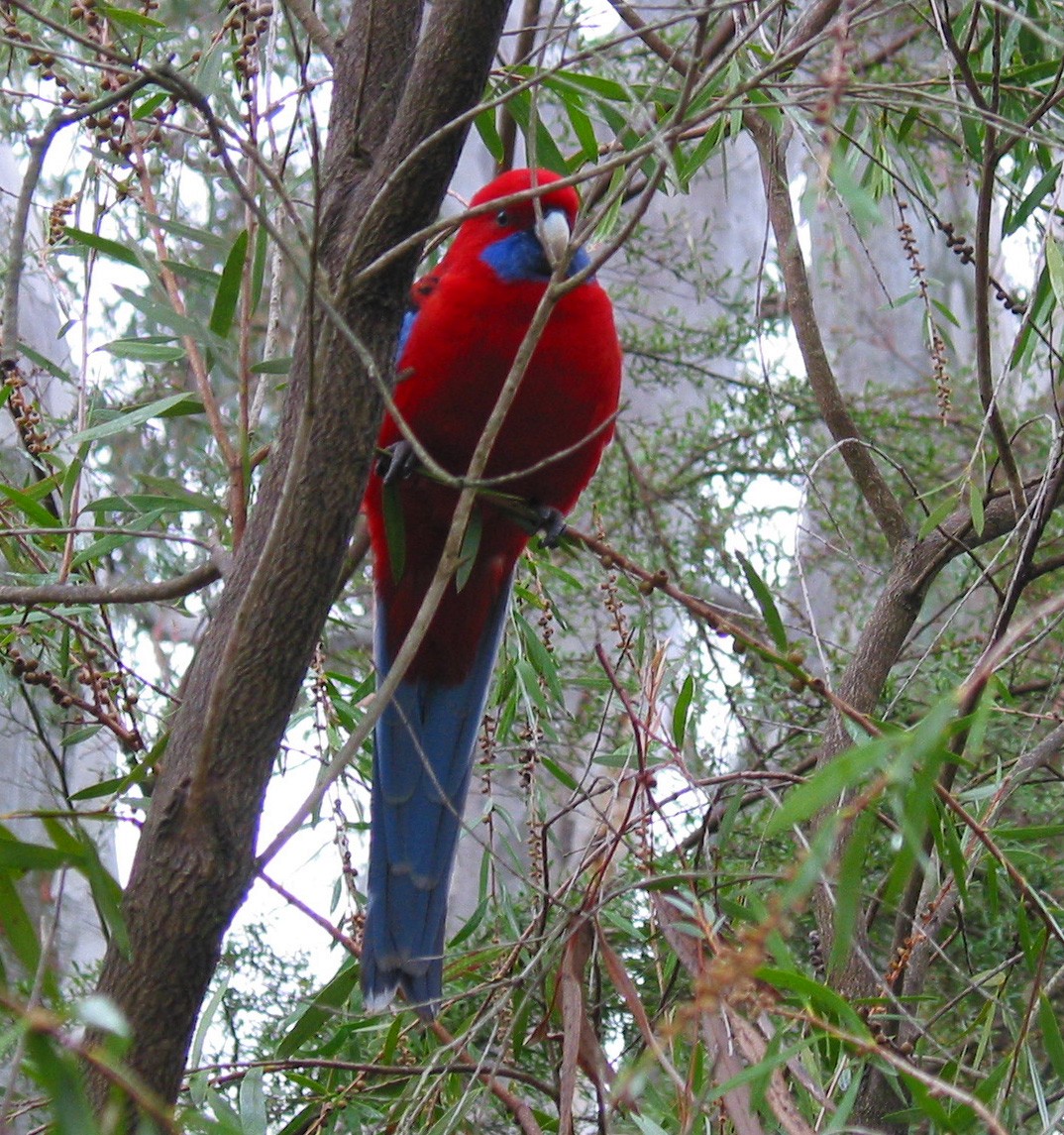 Crimson Rosella - ML39475611