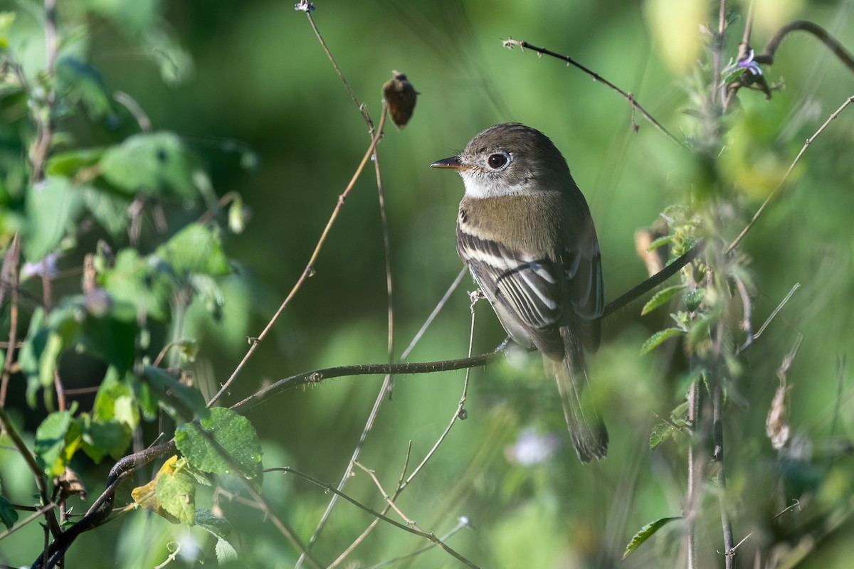 Least Flycatcher - ML394756791