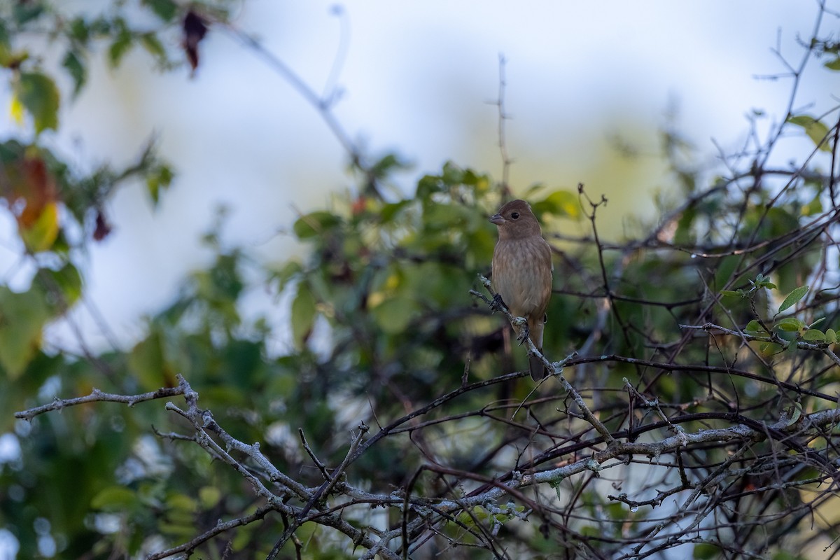 Indigo Bunting - ML394756831