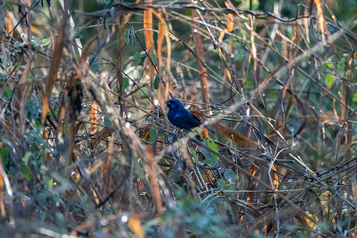 Blue Bunting - ML394756921
