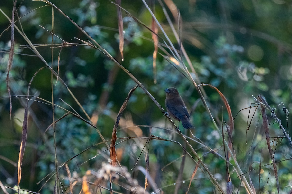 Blue Bunting - ML394756931