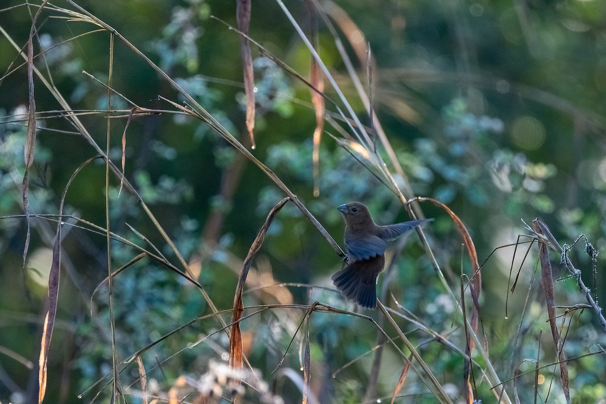 Blue Bunting - ML394756941