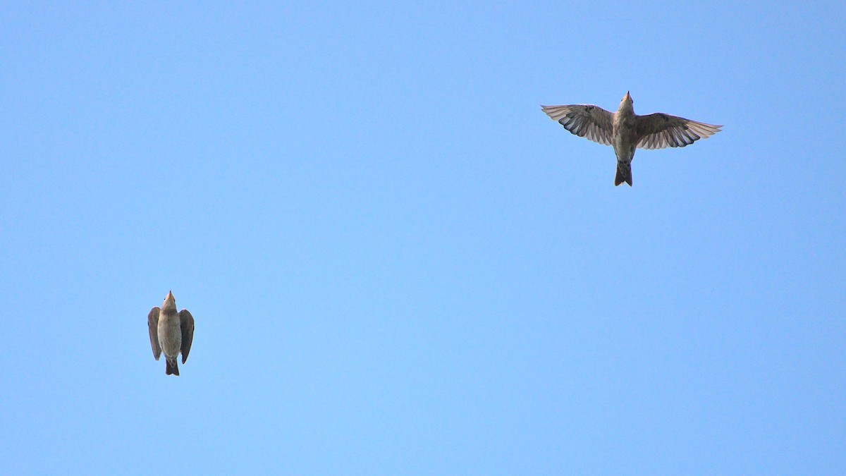 Rosy Starling - ML394757011