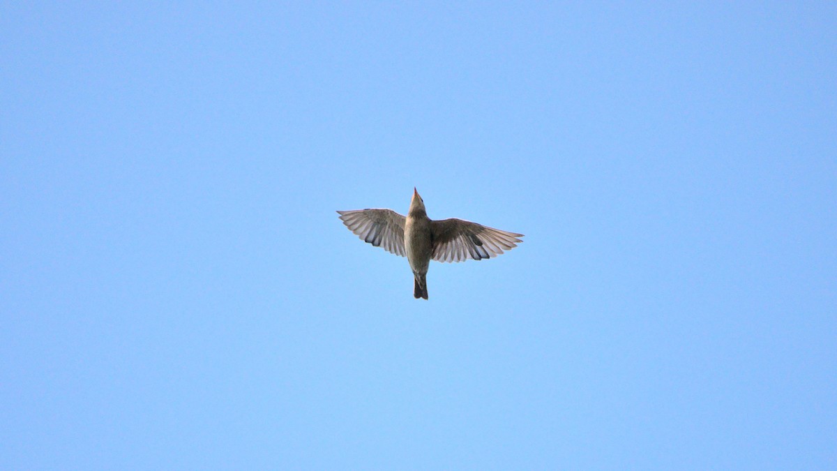 Rosy Starling - ML394757021