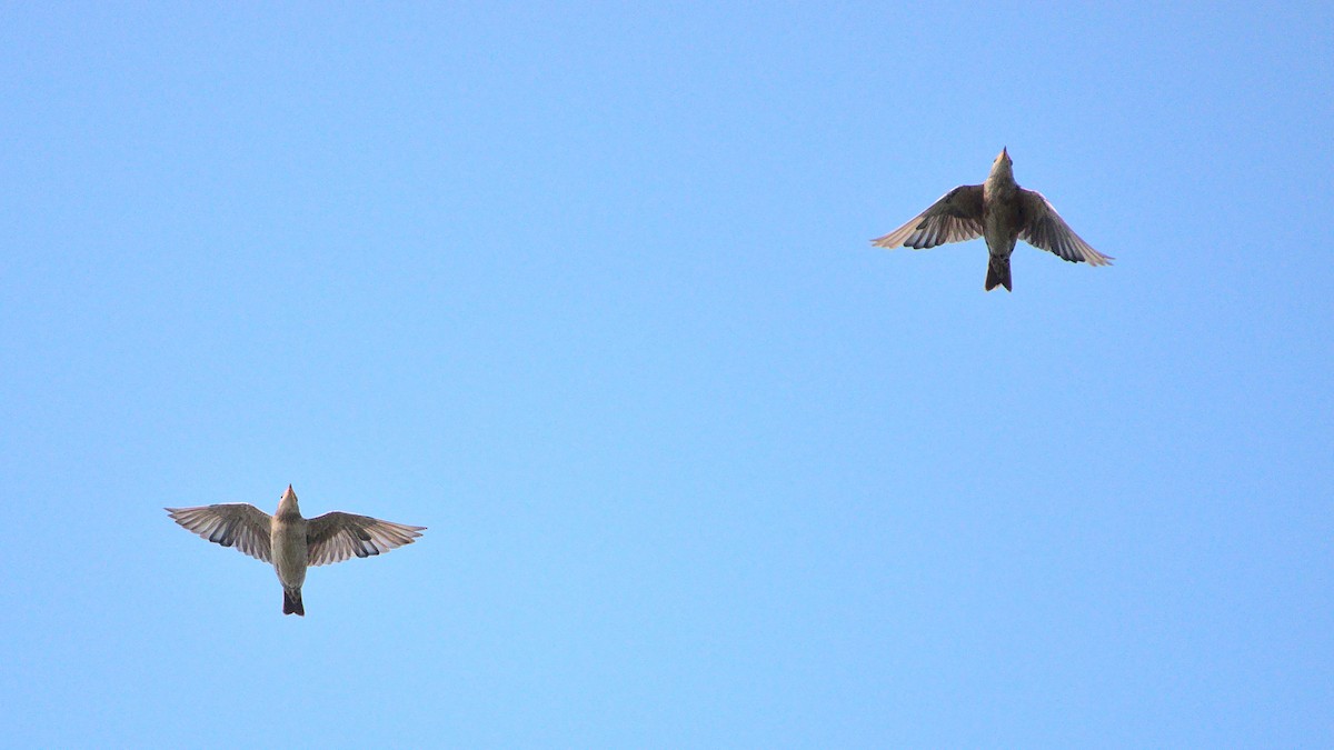 Rosy Starling - ML394757031