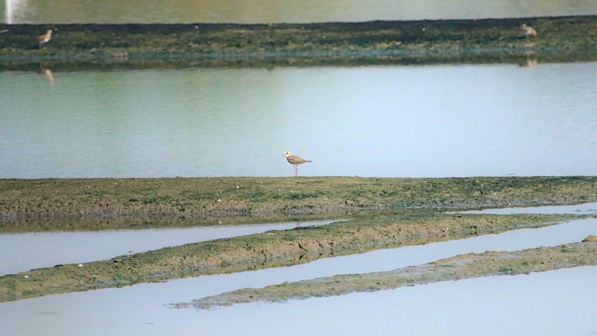 Little Ringed Plover - ML394757731