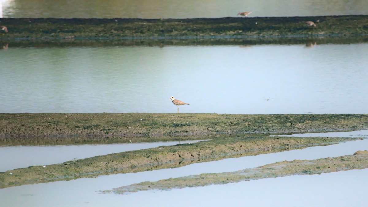 Little Ringed Plover - ML394757761