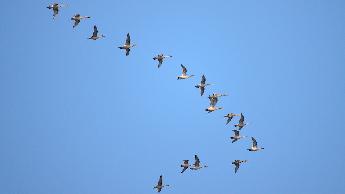 Northern Pintail - ML394758131