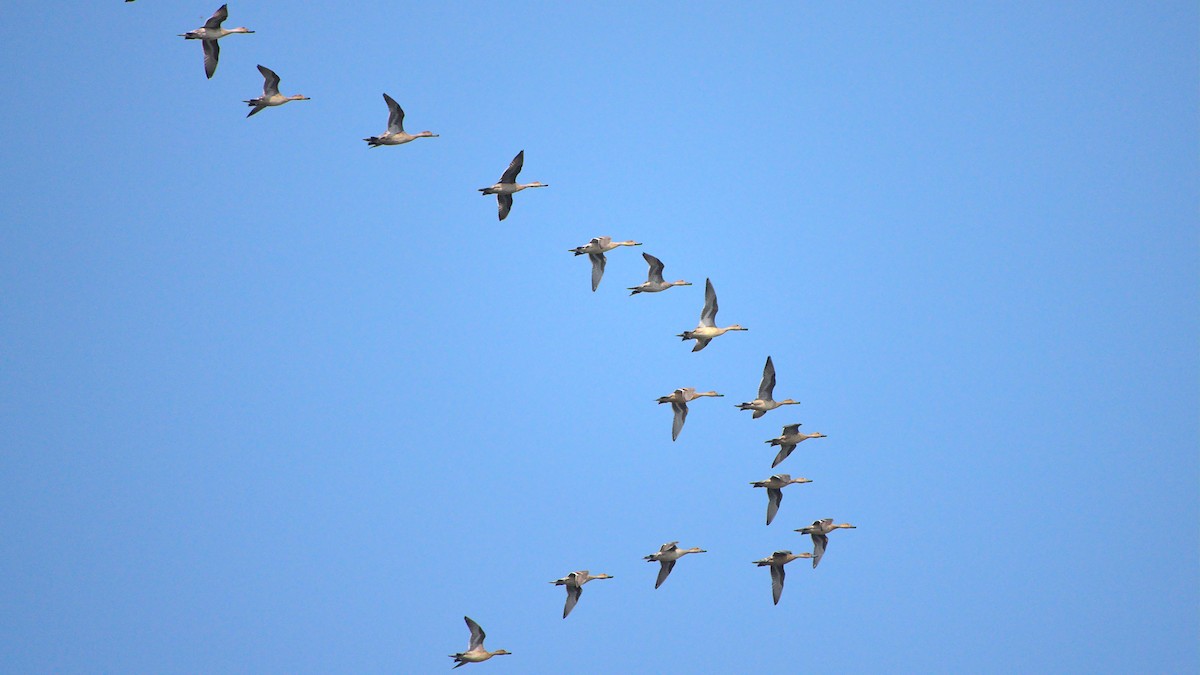 Northern Pintail - ML394758141