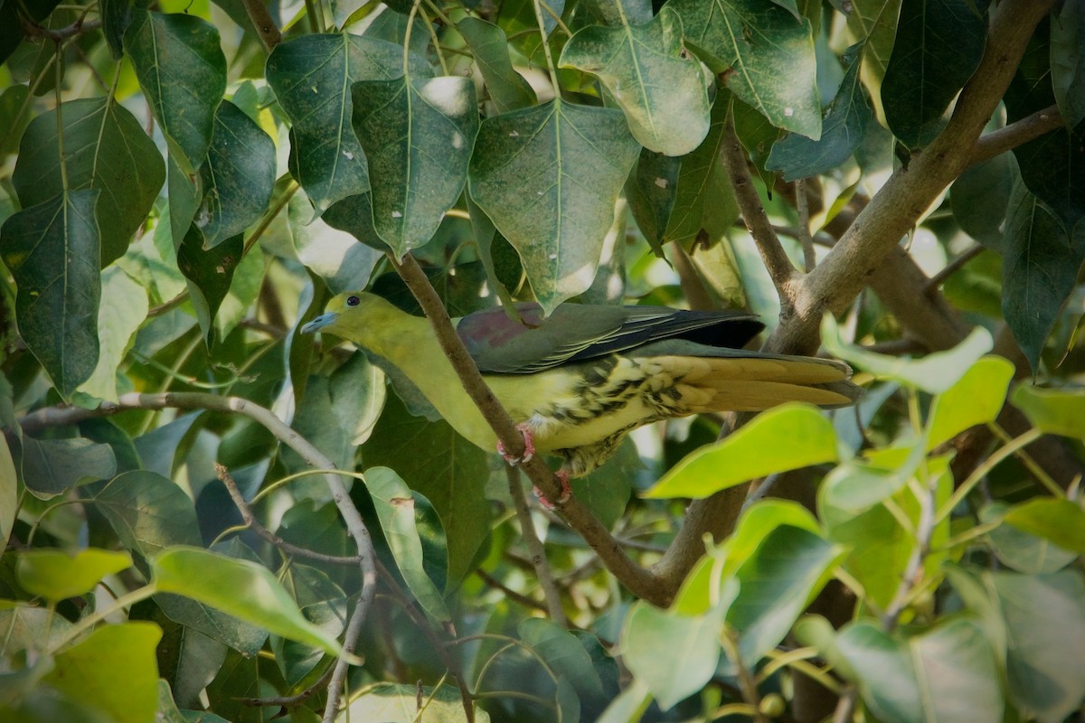 Wedge-tailed Green-Pigeon - Sam Hambly