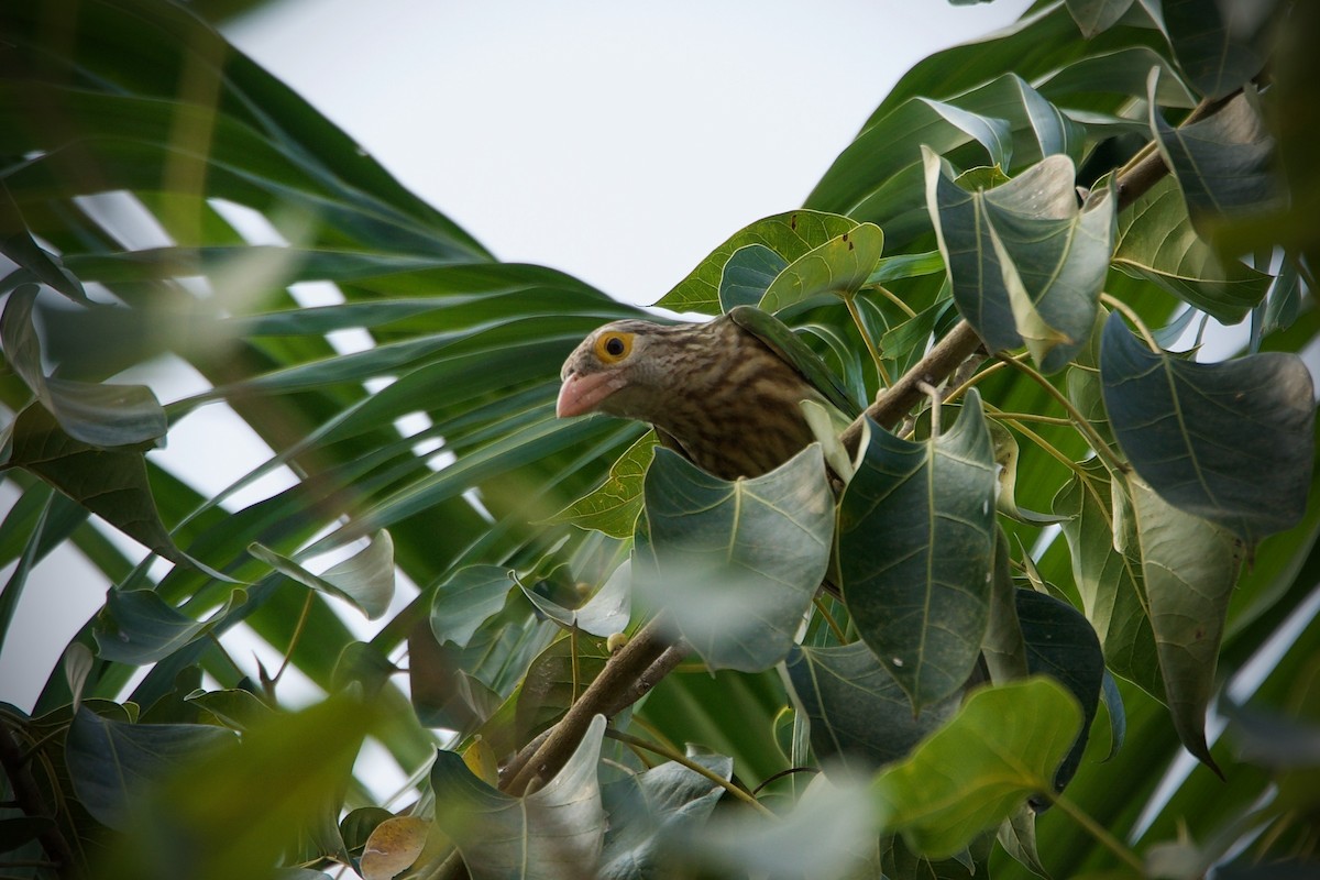 Lineated Barbet - ML394760991