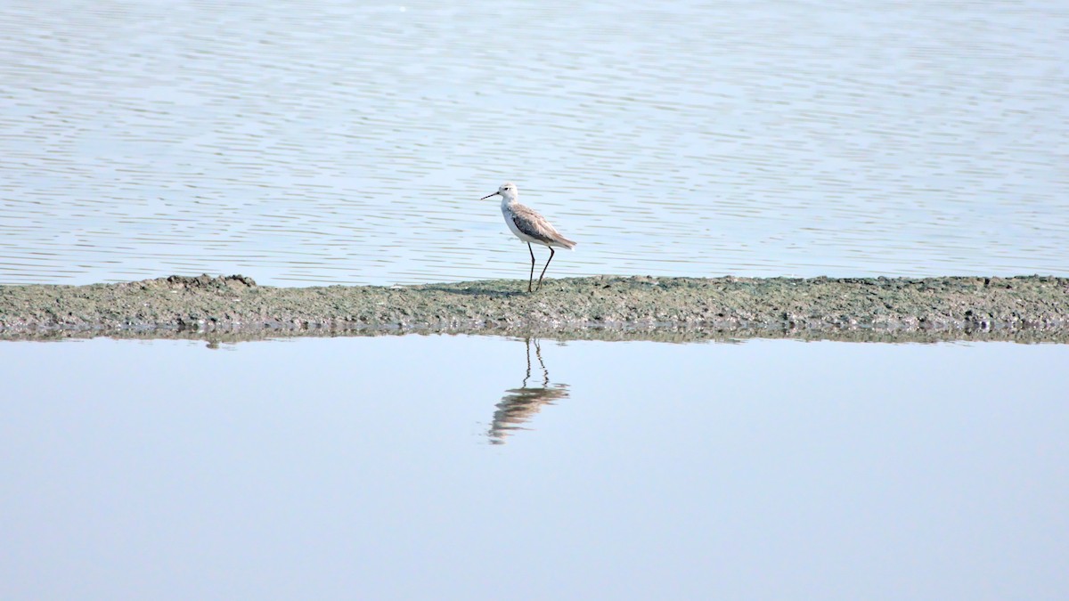 Marsh Sandpiper - ML394761461