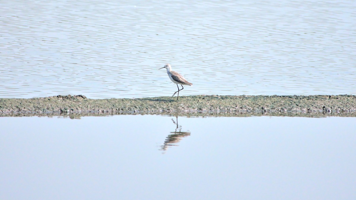 Marsh Sandpiper - ML394761471