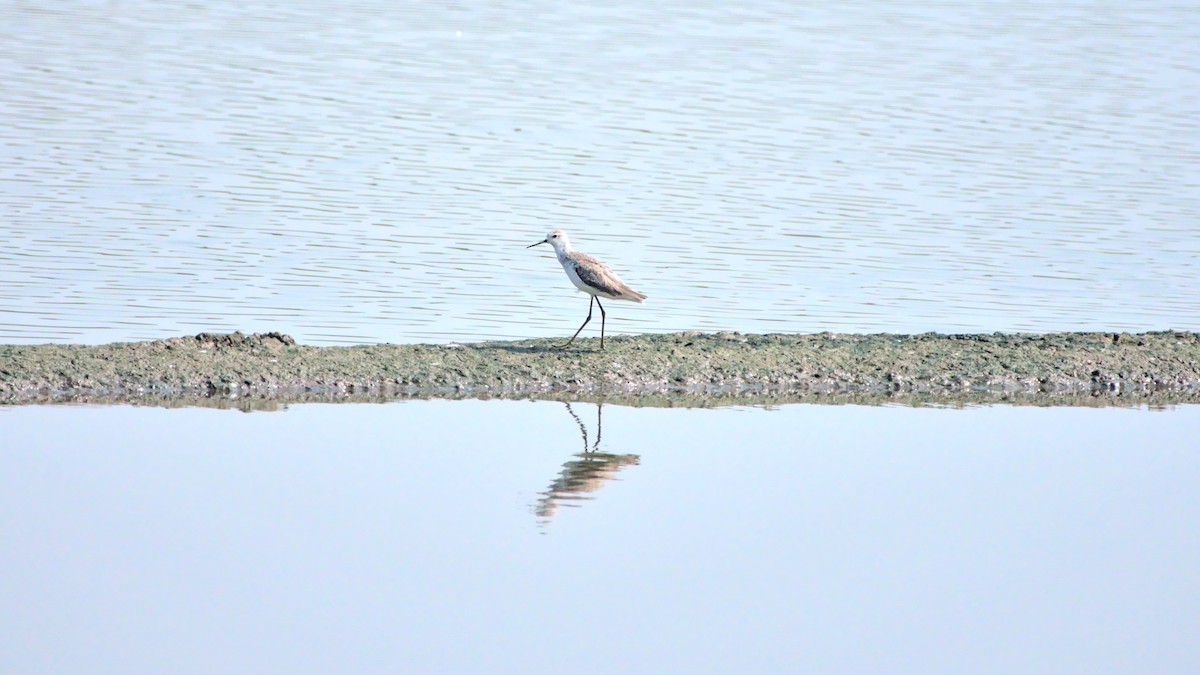 Marsh Sandpiper - ML394761481