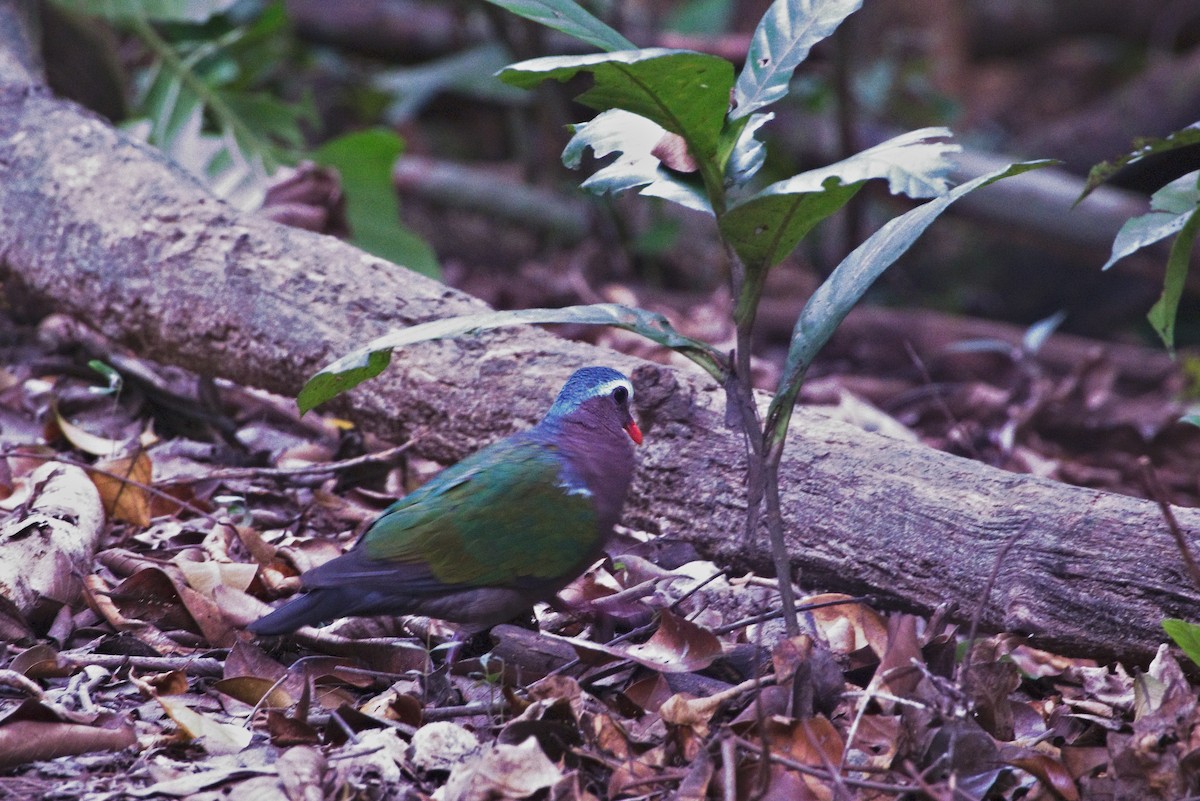 Asian Emerald Dove - ML394762131