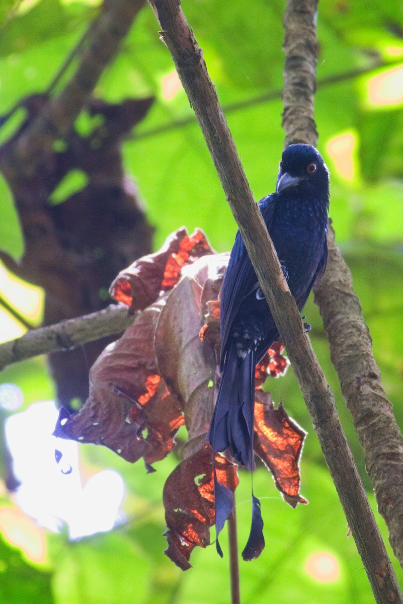Greater Racket-tailed Drongo - ML394763271
