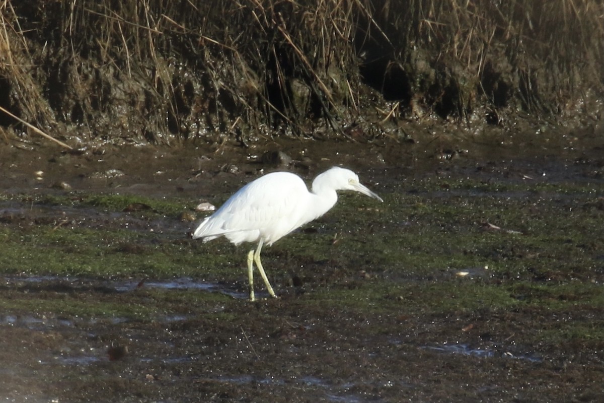 Little Blue Heron - ML394765731