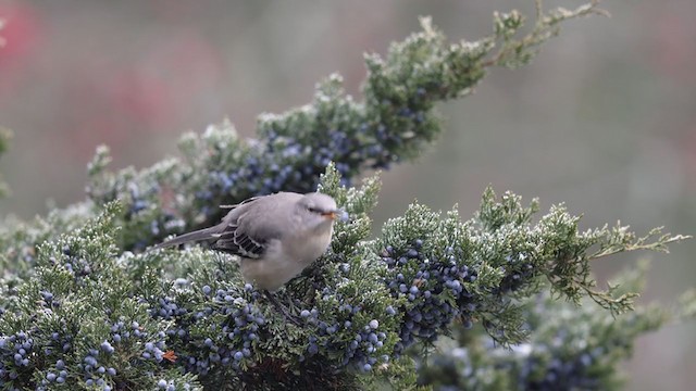 Northern Mockingbird - ML394765891