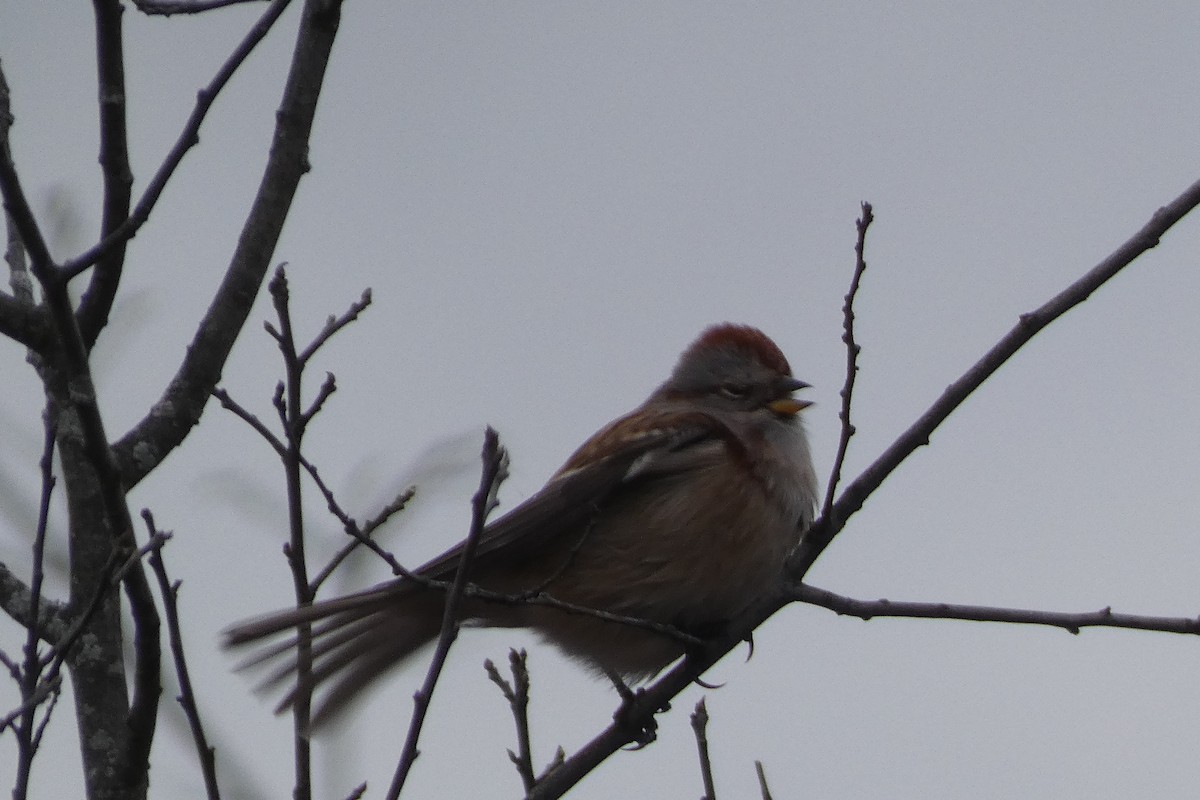 American Tree Sparrow - ML394766721