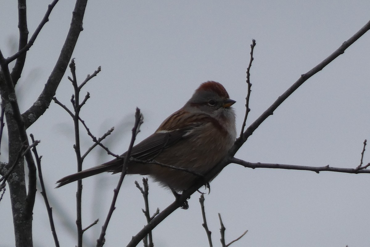 American Tree Sparrow - ML394766731