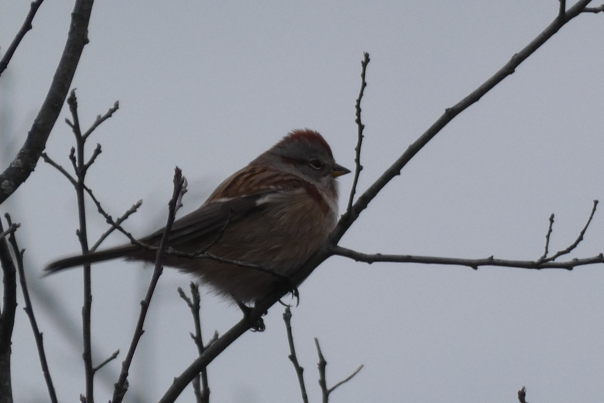 American Tree Sparrow - ML394766741