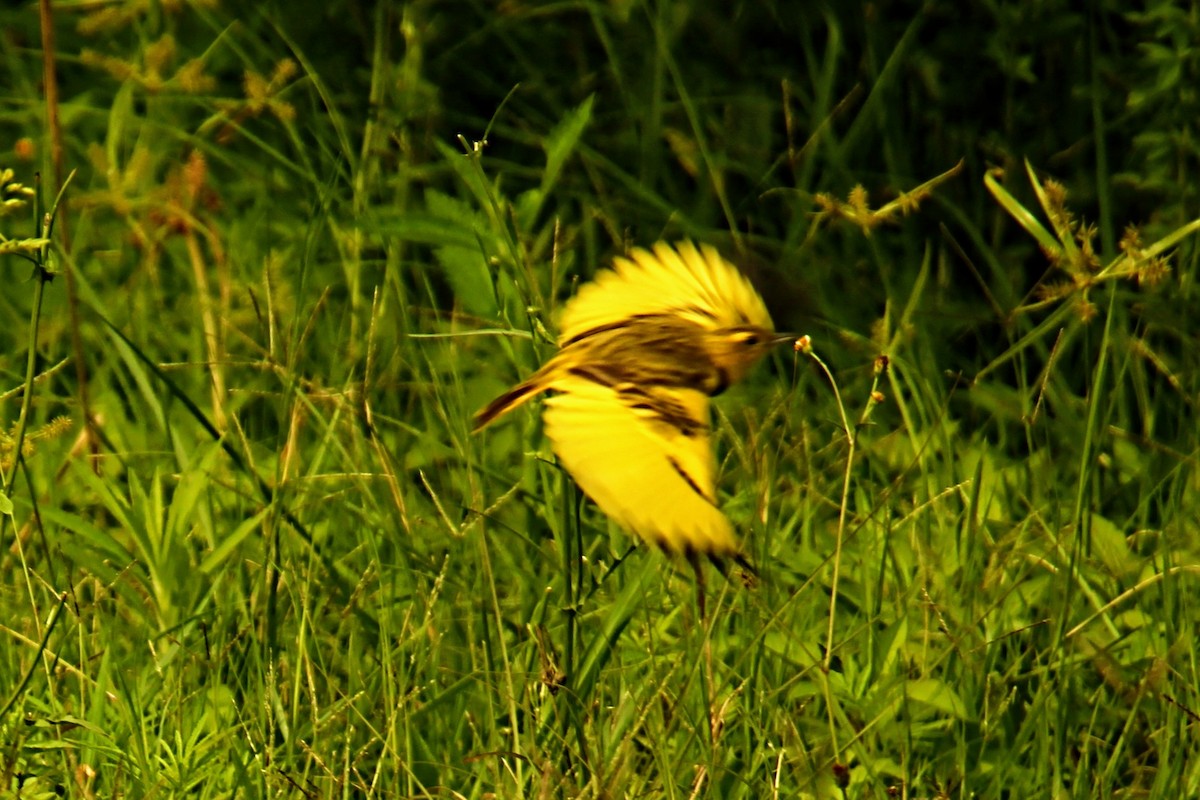 Pipit doré - ML394767961
