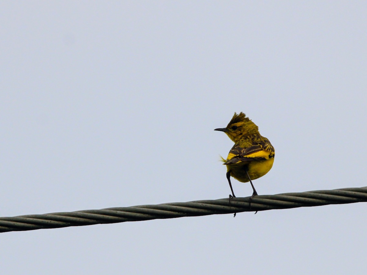 Pipit doré - ML394767971