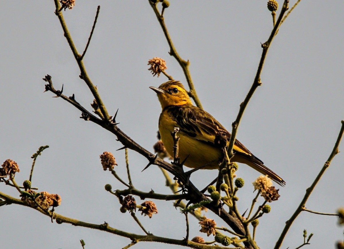 Pipit doré - ML394767981