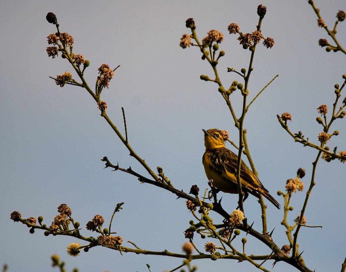 Pipit doré - ML394767991