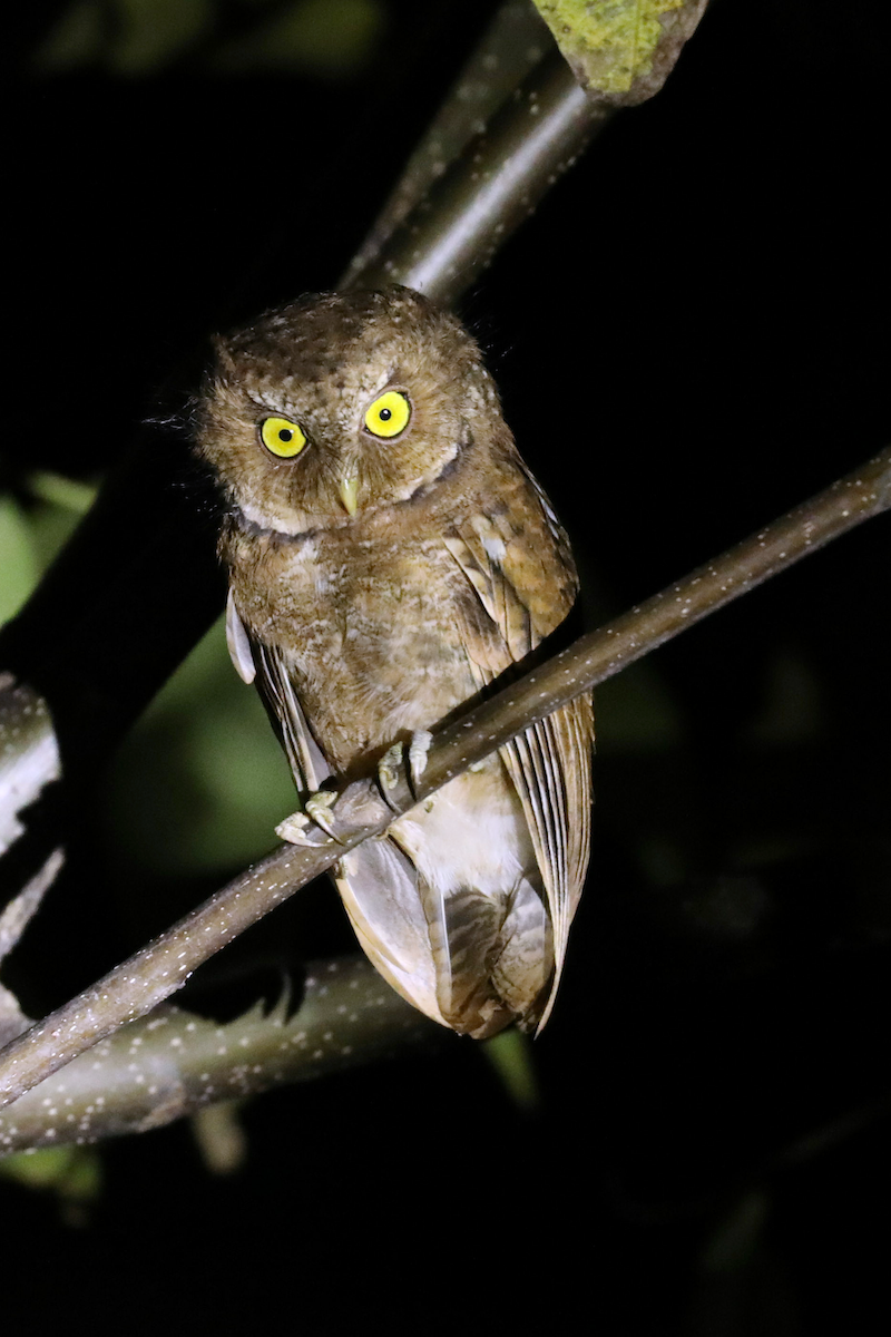 Mountain Scops-Owl - ML39476931