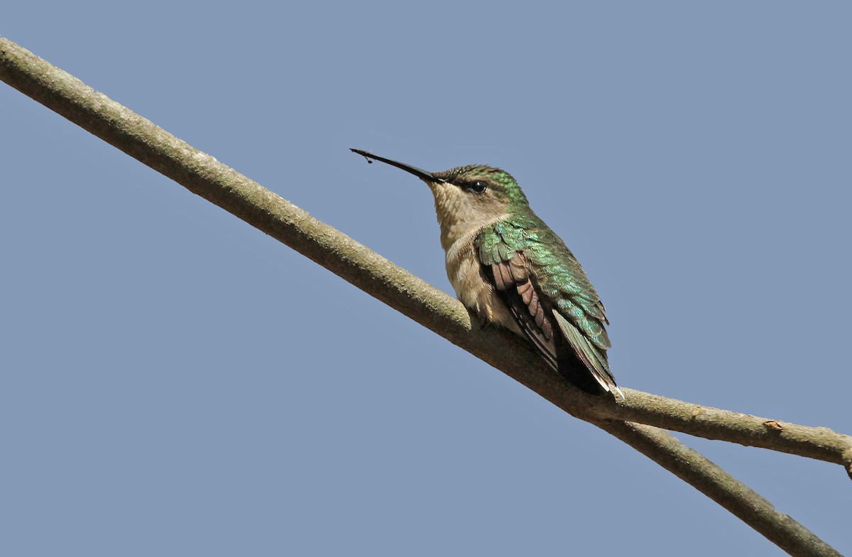 Ruby-throated Hummingbird - Ryan Schain