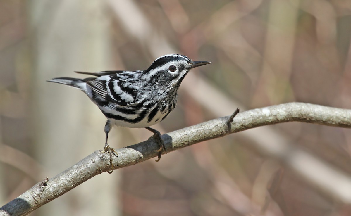 Black-and-white Warbler - Ryan Schain