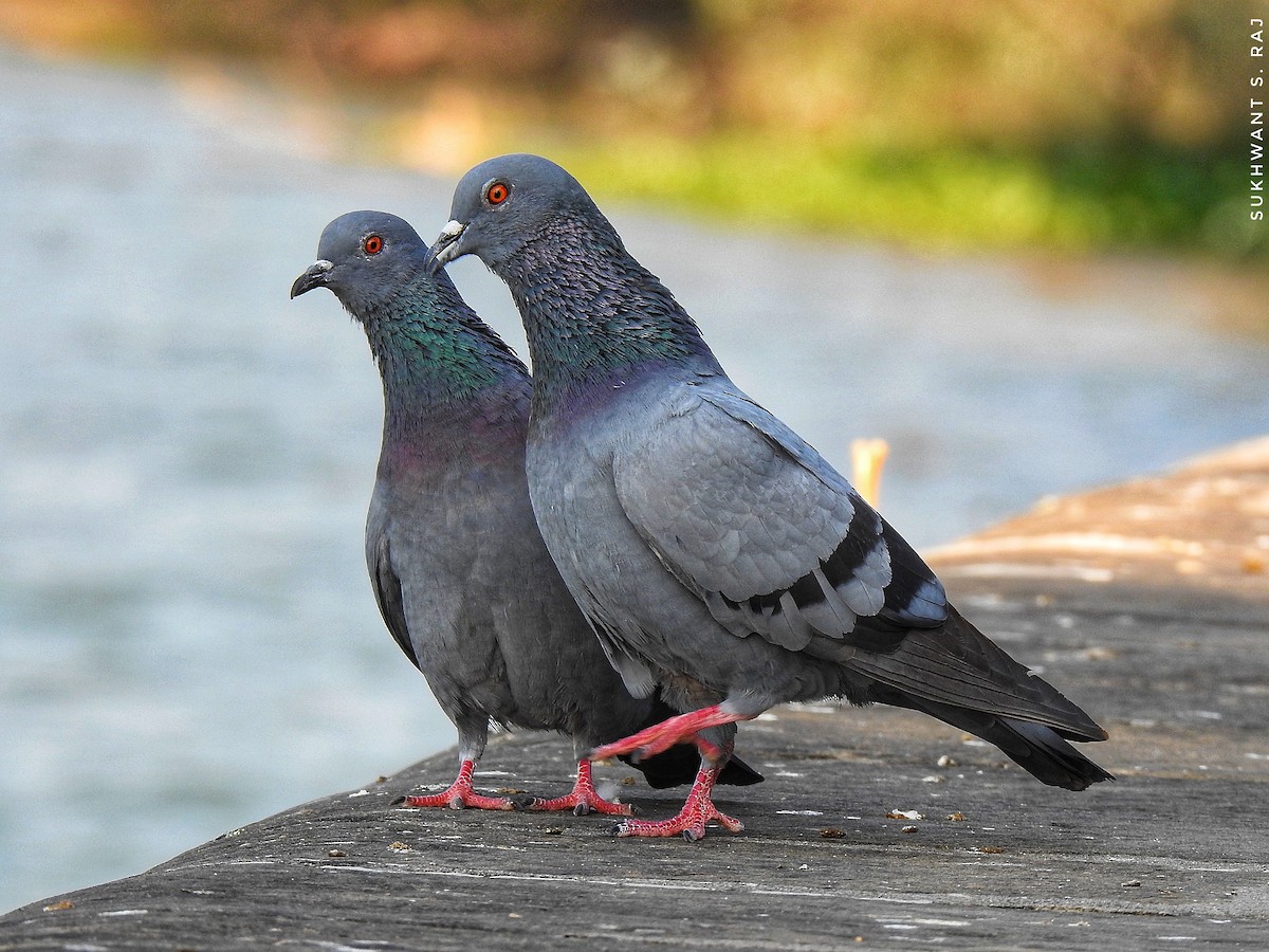 Rock Pigeon (Feral Pigeon) - ML394770051