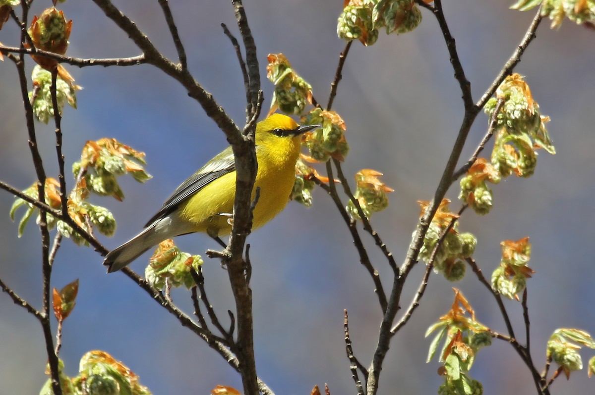 Blue-winged Warbler - Ryan Schain