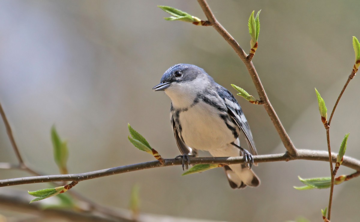 Cerulean Warbler - Ryan Schain