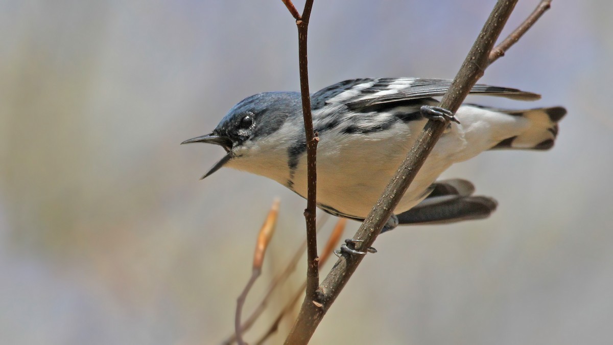 Cerulean Warbler - Ryan Schain