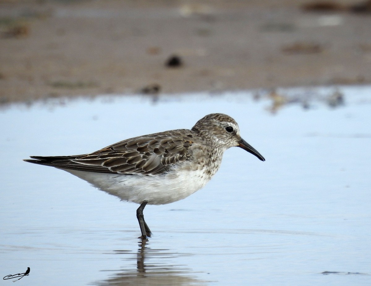 White-rumped Sandpiper - Carlos Cabrera