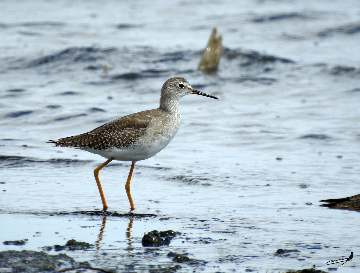 Lesser Yellowlegs - Carlos Cabrera