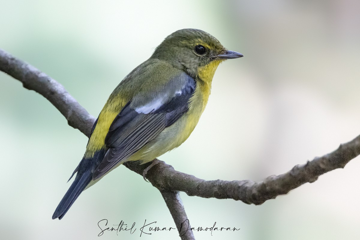 Green-backed Flycatcher - ML394773211