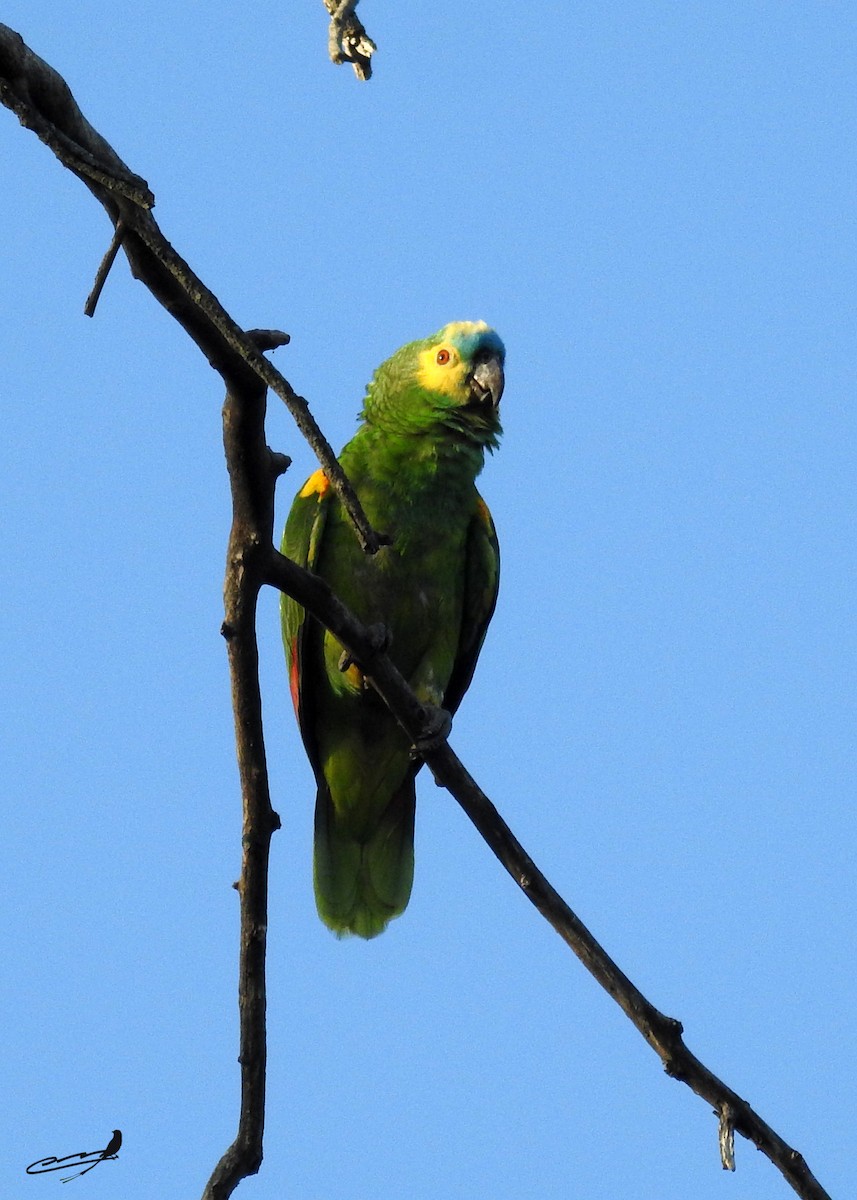 Turquoise-fronted Parrot - Carlos Cabrera