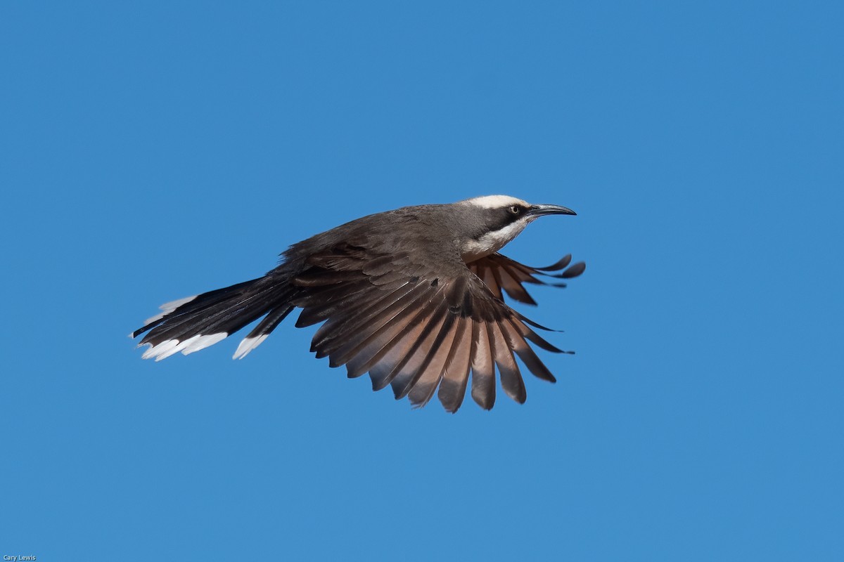 Gray-crowned Babbler - ML394773721