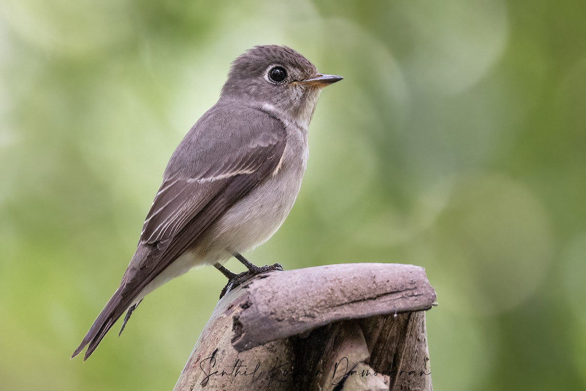 Dark-sided Flycatcher - ML394773801