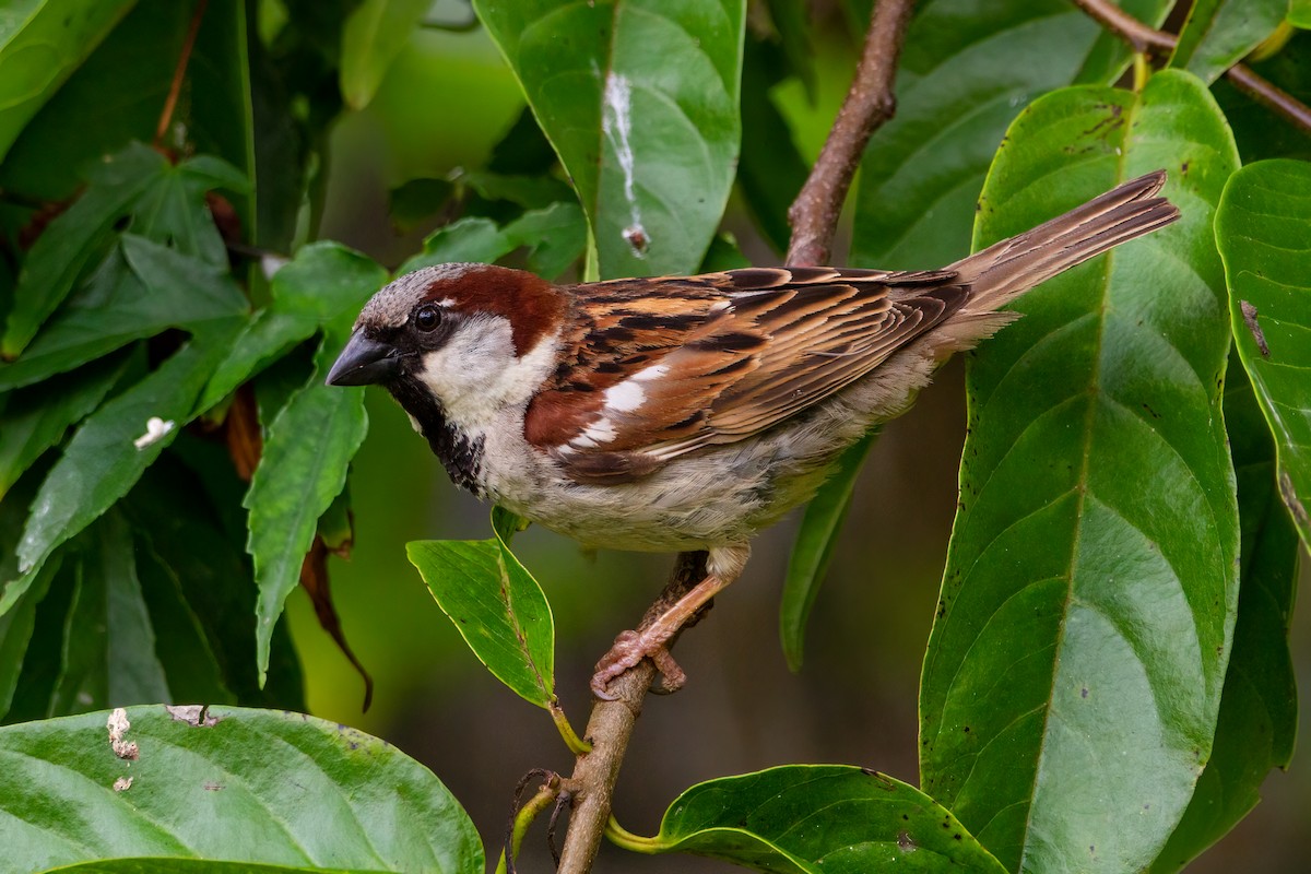 House Sparrow - ML394774251