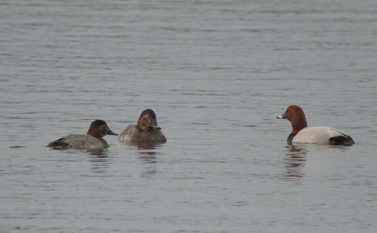 Common Pochard - ML394774851