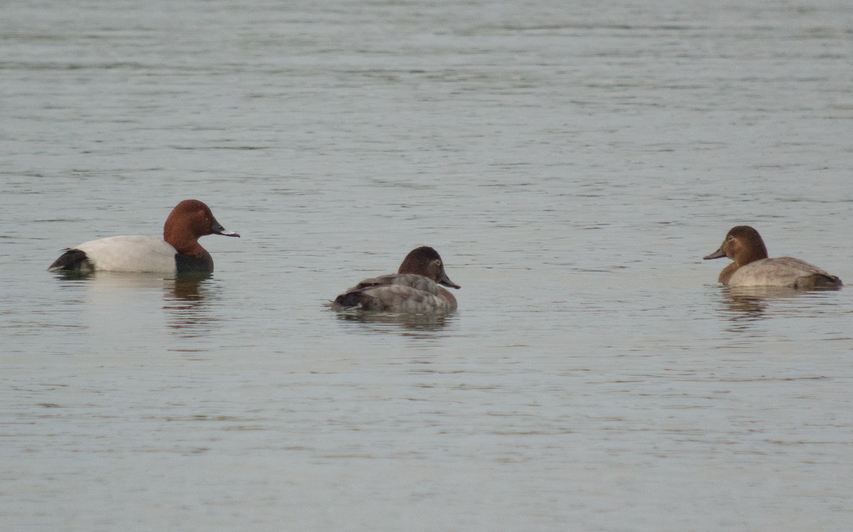 Common Pochard - ML394774861