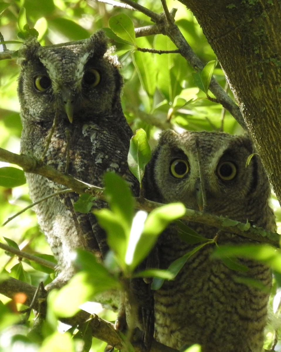 Tropical Screech-Owl - ML394777701