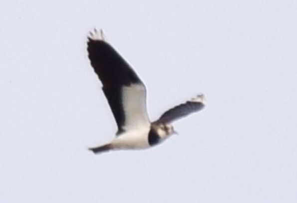 Northern Lapwing - ChunHung Chen