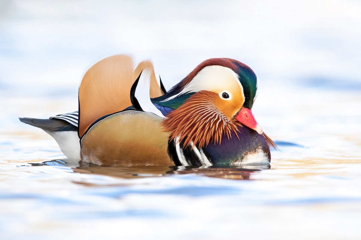 Mandarin Duck - ML394779011