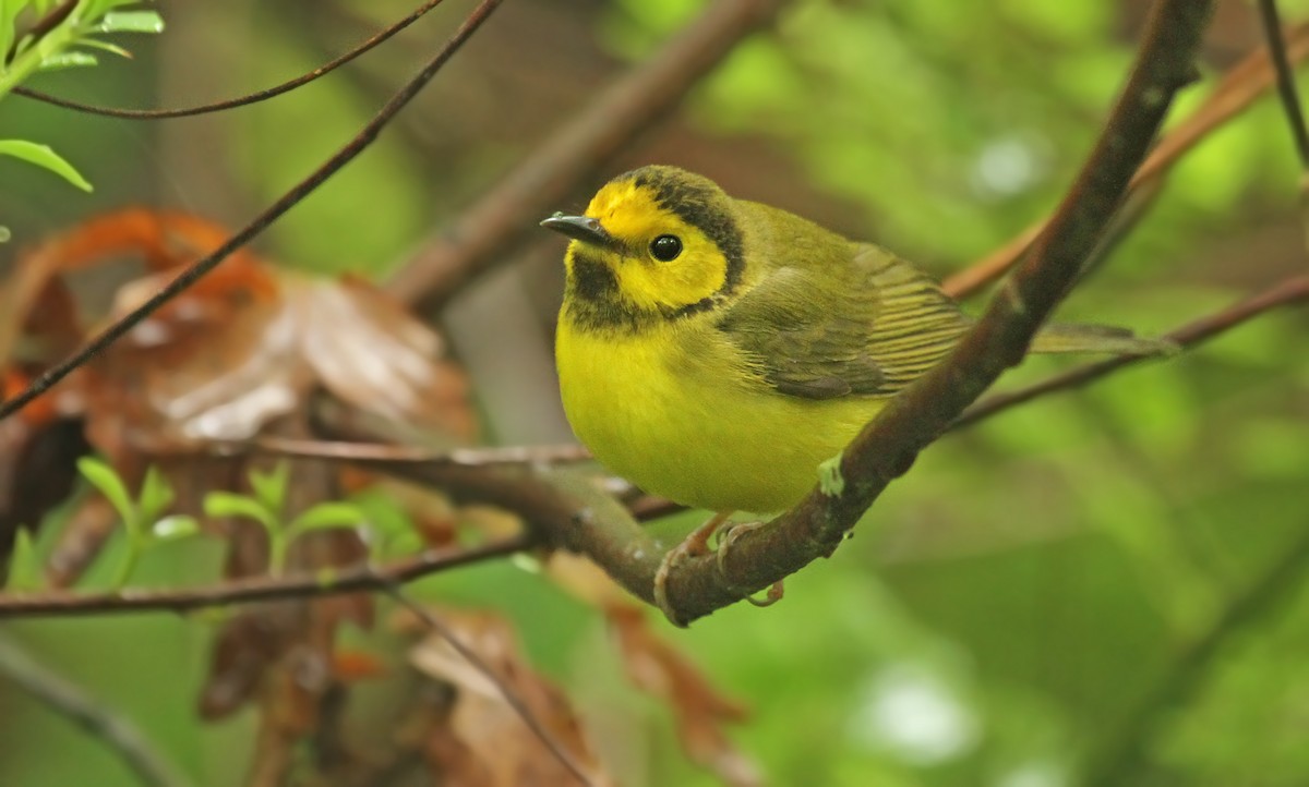 Hooded Warbler - Ryan Schain