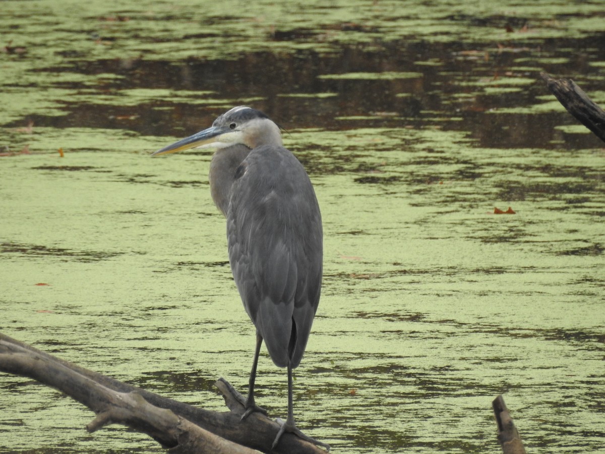 Great Blue Heron - ML394780311